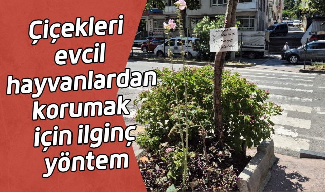 Çiçekleri evcil hayvanlardan korumak için ilginç yöntem